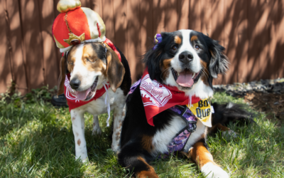 Dog Bowl King & Queen Contest