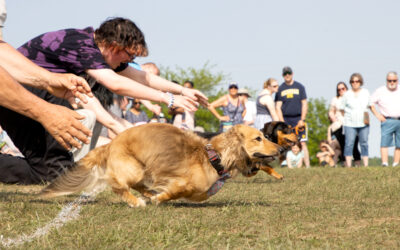 Wiener Dog Races