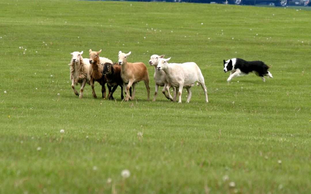 Border Collie Sheep Herding Demonstration