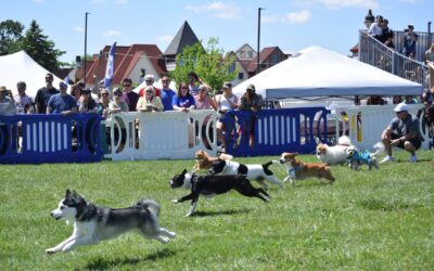 25 Yard Small Doggie Fun Run Race