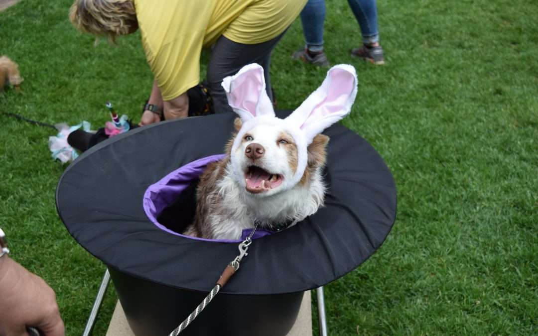 Best Canine Costume Contest