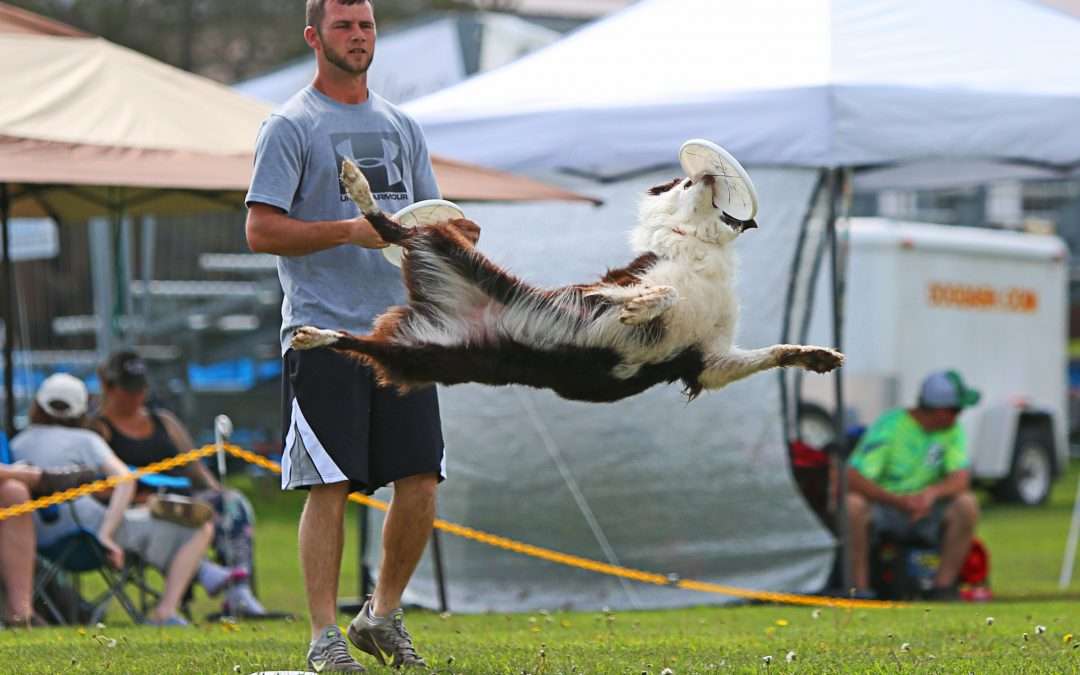 Disc Dogs of Michigan Competition