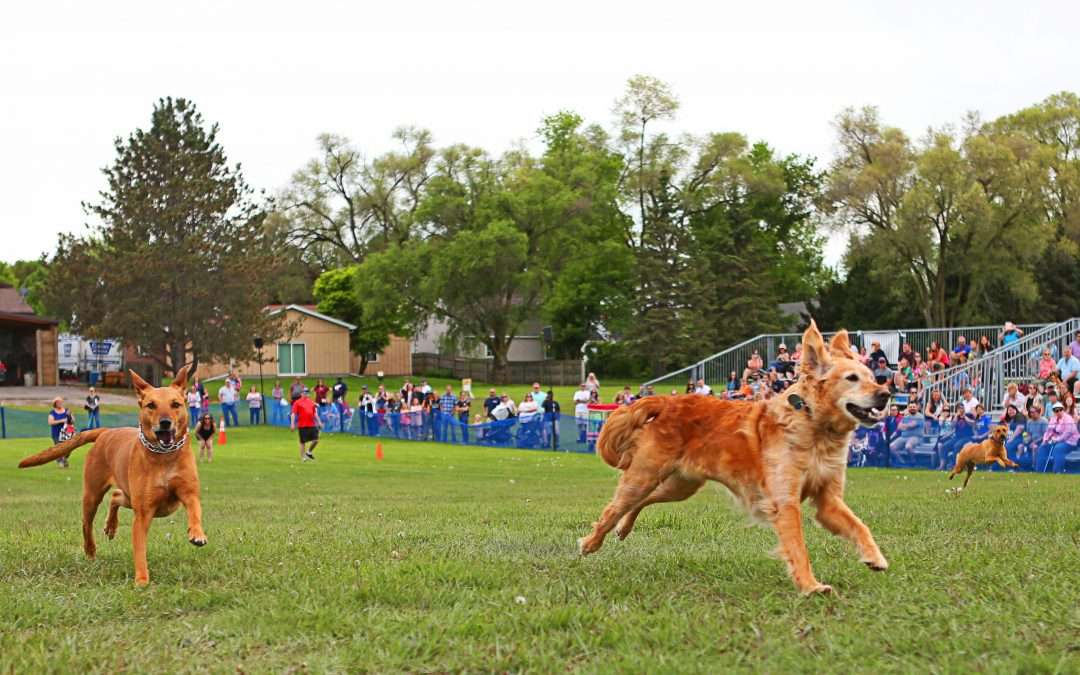 50 Yard Big Doggie Fun Run Race