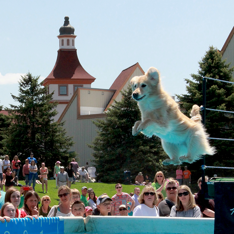 Frankenmuth Dog Bowl The World’s Largest Olympicstyle Festival for Dogs