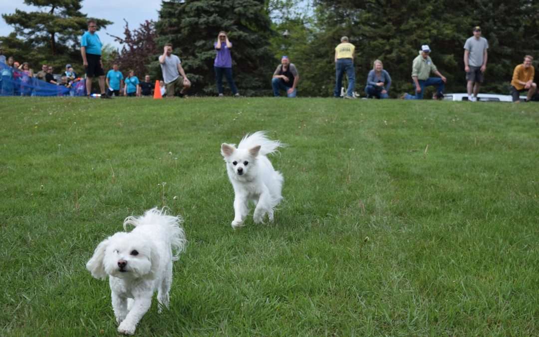 25 Yard Small Doggie Fun Run Race