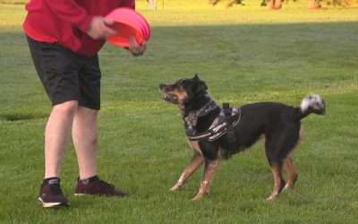 ABC12 News – Frankenmuth’s Dog Bowl Festival attracts thousands of people — and furry friends